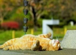 Туманы и летнее тепло: синоптик порадовала украинцев свежим прогнозом