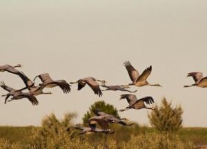 Названа причина смерти птиц в заповеднике "Аскания-Нова" на Херсонщине