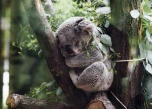 Диких животных стало на 68% меньше всего за 36 лет