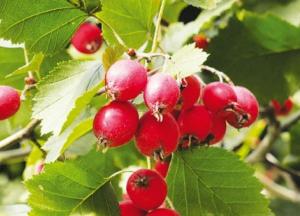 Назван продукт, который помогает бороться с холестерином