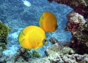 Шарм-эль-Шейх, Мерса-Матрух и Хургада: краткий обзор курортов