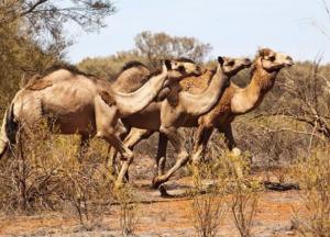 В Австралии собираются убить тысячи верблюдов