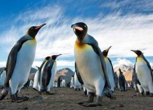 Маргарита Січкар розкритикувала фільм Антона Птушкіна «Антарктида»