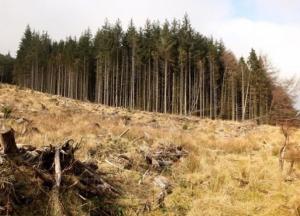 В лесхозах Украины обнаружили нарушения почти на 250 млн гривен