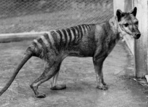 Ученые развеяли популярный миф о тасманийских волках