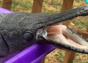 В США нашли редкую рыбу, похожую на крокодила