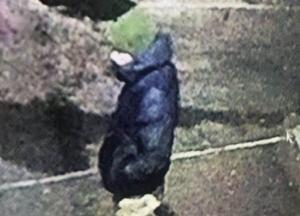 На Кировоградщине жестоко убили девушку, камеры сняли подозреваемого (видео)