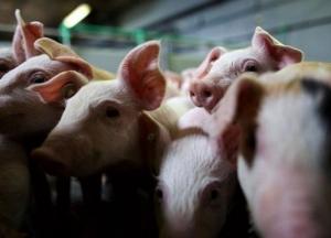 На Буковине уничтожат более 20 тысяч свиней