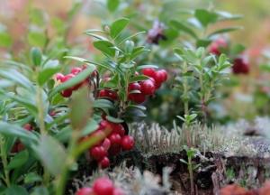 Назван лучший сок для снижения повышенного давления