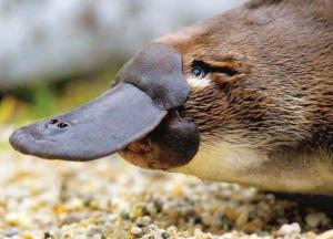 Ученые заявляют о полном исчезновении одного из видов животных 