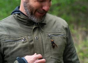 В США появились гигантские шершни-убийцы