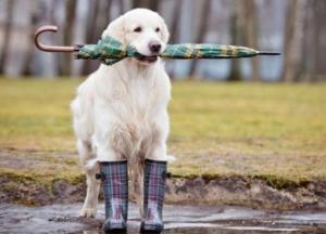 Прогноз погоды на 1 октября: Украину накроют дожди и грозы