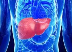 Медики назвали пять лучших добавок для здоровья печени