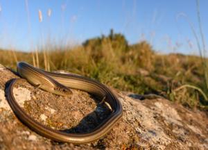 В Австралии обнаружили ящерицу, которая откладывает яйца и рожает живых детенышей одновременно