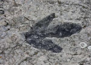 Ученые обнаружили в Китае следы динозавров