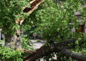 В центре Николаева дерево рухнуло на автомобиль (фото)
