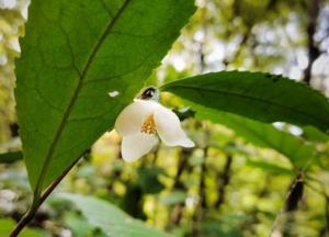 На Закарпатье зацвел чай в октябре (фото)