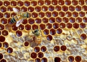 Украина обновила рекорд по экспорту меда