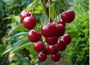 Врачи назвали ягоду, которая уменьшит боли в спине