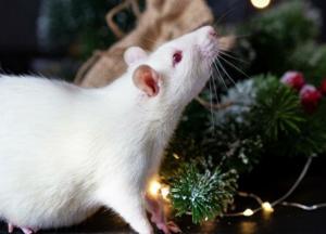 Чем високосный год отличается от обычного и почему его стоит бояться 