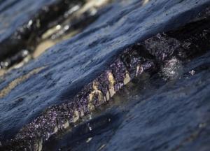 Способны разлагать нефть: в Арктике обнаружили уникальные микроорганизмы