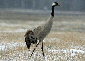 В Херсонской области снова отравились "краснокнижные" птицы