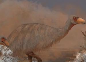 Ученые в Австралии раскрыли секрет вымирания гигантских громовых птиц (фото)