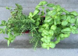 Медики назвали природные альтернативы антибиотикам