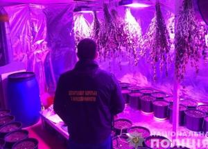 ​Нарколаборатория в подвале: у жителя Киевщины изъяли конопли на 8 млн гривен (фото)