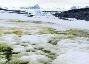 Антарктида покрывается необычным зеленым снегом