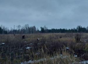 На Киевщине разоблачили незаконные вырубки леса на 15 млн грн