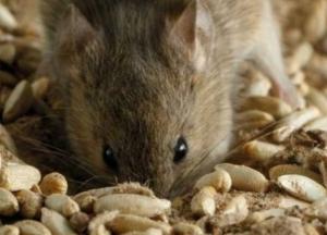 На Черниговщине "мыши съели" 600 тонн зерна Госрезерва