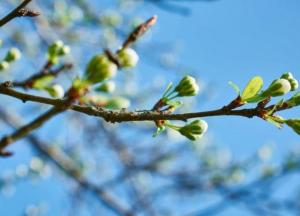 Прогноз погоды на 30 апреля: часть Украины накроют грозы