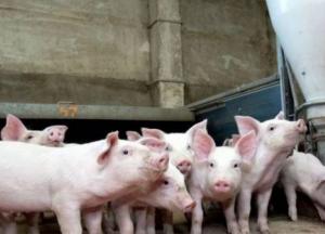 В трех областях Украины выявили случаи африканской чумы свиней