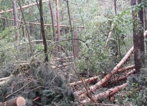 В Черниговской области ураган повалил 160 гектаров леса (фото)