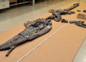 Ученые обнаружили останки одного динозавра внутри другого