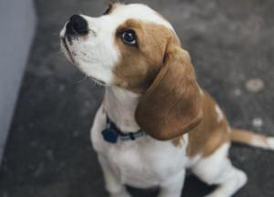 Как правильно определить возраст собаки: ученые вывели новую формулу