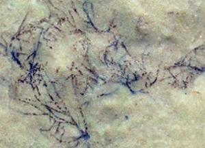 Ученые обнаружили самую старую зеленую водоросль на Земле: ей миллиард лет