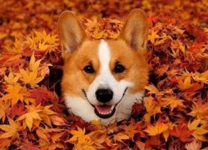 Прогноз погоды на 30 октября: по-осеннему тепло и солнечно