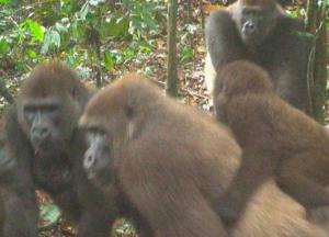 В Нигерии удалось обнаружить самых редких в мире горилл 
