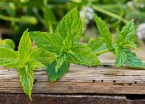 Врачи рассказали, кому противопоказана мята