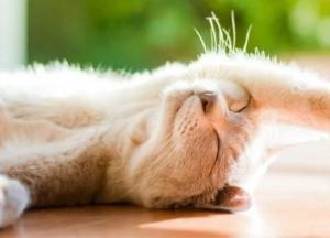 Прогноз погоды на 11 июня: солнечно и жарко на большинстве территории