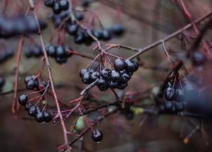 Ученые назвали натуральный продукт, убивающий коронавирус