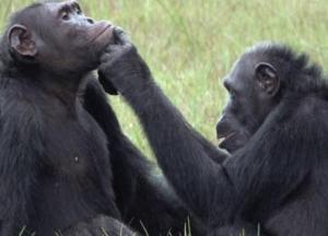 Шимпанзе научились лечить друг друга с помощью жуков