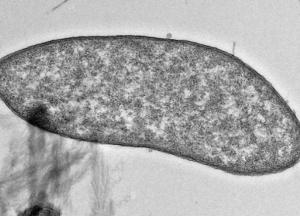 Найдены микробы, способные производить чистую медь