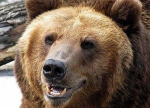 Россиянин откусил язык напавшему на него медведю 