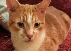 Сбежавший от своих хозяев кот вернулся к ним через 10 лет