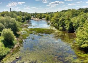 В Хмельницкой области в реке массово гибнет рыба (фото)