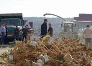 Комбайном уничтожили 89 тысяч кустов конопли на Прикарпатье (видео)