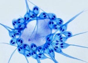 Ученые обнаружили животное, которое может обходиться без кислорода